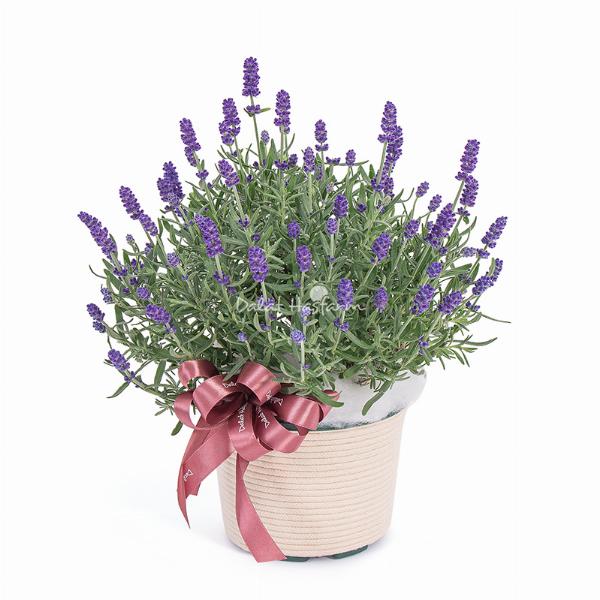 Quy trình đặt in thiệp chúc mừng thăng chức chuyên nghiệp tại Thiệp Xinh Online từ tư vấn đến giao hàng